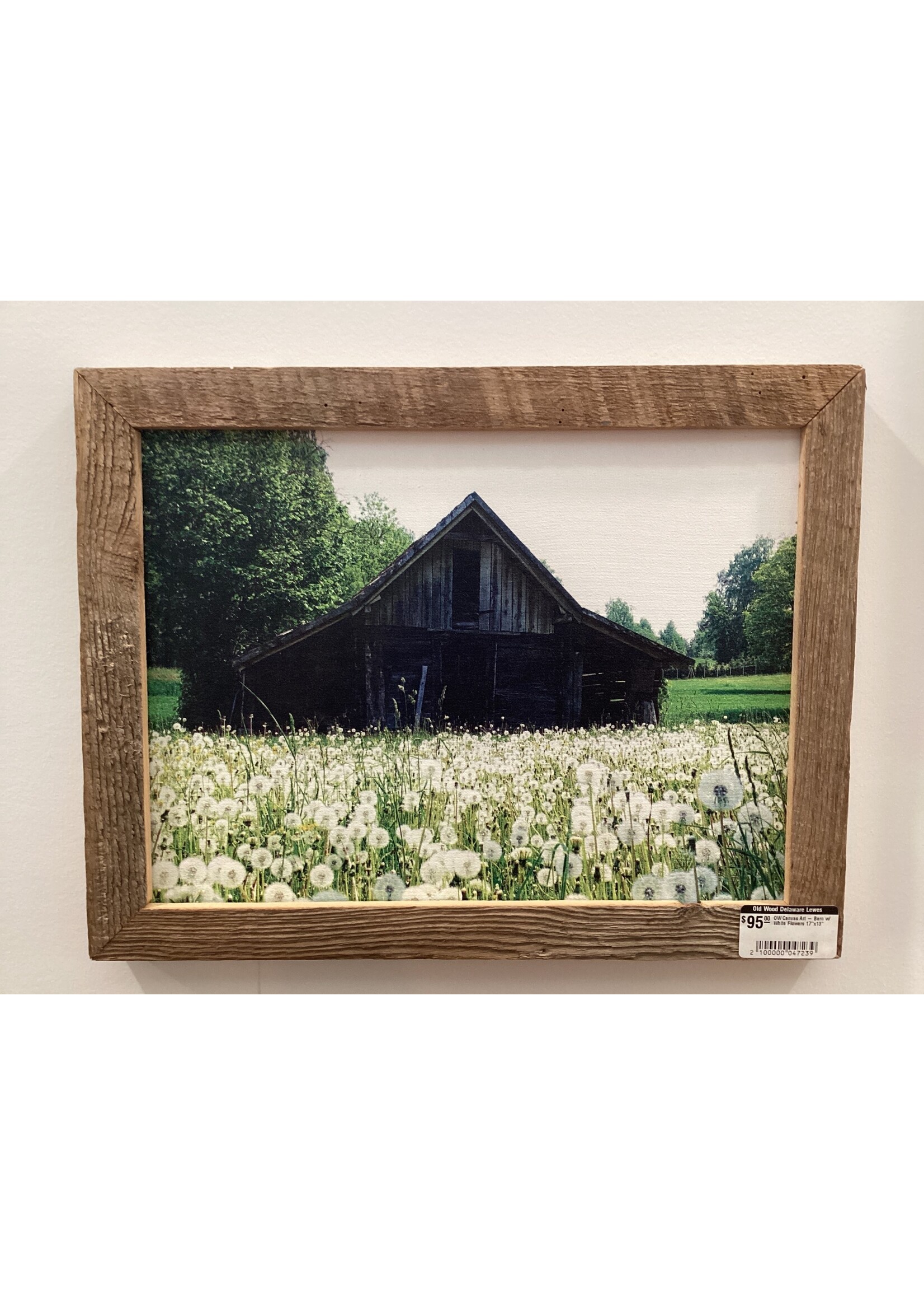 Old Wood Delaware OW Canvas Art - Barn w/ White Flowers 17"x13"