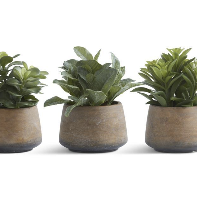 Succulents in Pots 9” - 1