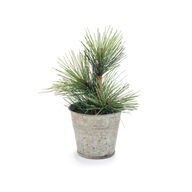 Mini Pine Tree in Tin Pot 4x4x6