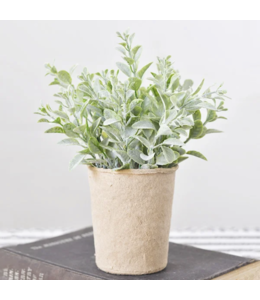 7.5" Dusty Leaf Plant in Paper Pot