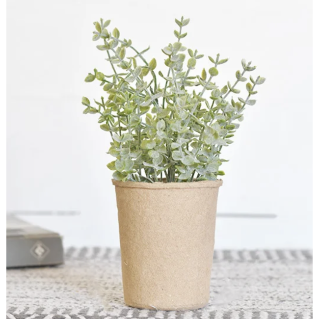 9.5" Eucalyptus in Paper Pot