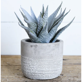 Aloe in Cement Pot
