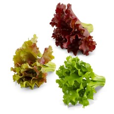 Assorted Real Touch Leaf Lettuce