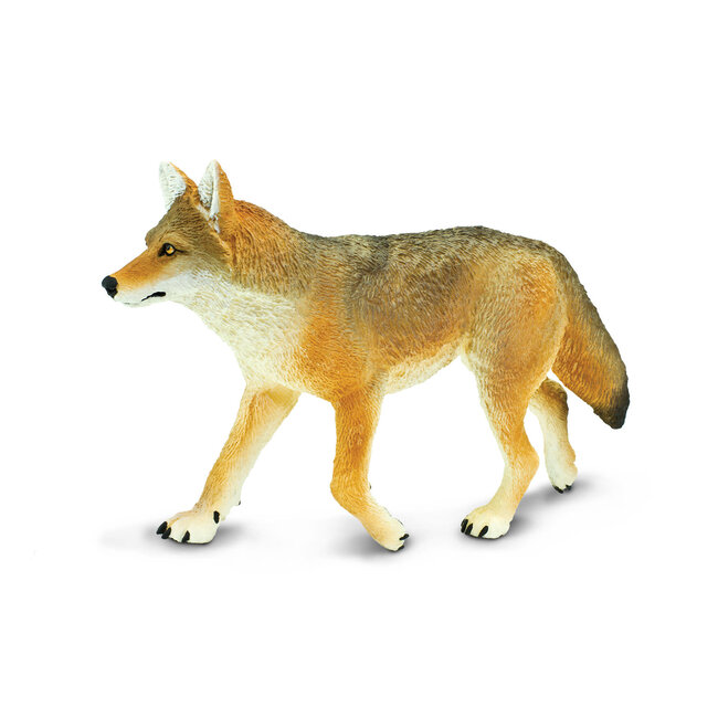 Coyote