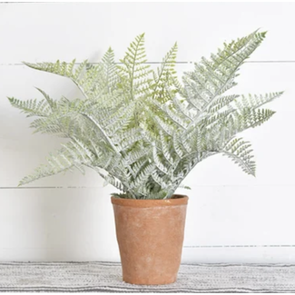 Clearance Fern In Pot