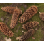 Sugar Pine Cones