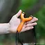 Sparrow Orange Slingshot