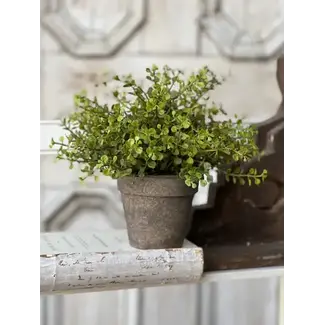Baby's Grass Potted New Green 9”