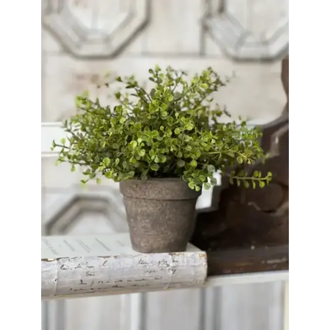 Baby's Grass Potted New Green 9”