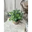 Gatehouse Herb Pot# 1 6”