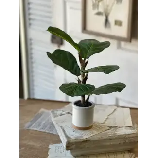 Potted Fiddle Leaf Fig 15”