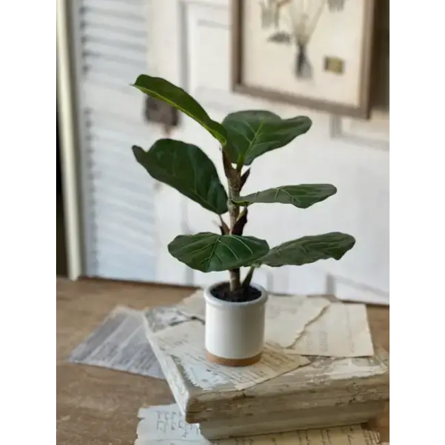 Potted Fiddle Leaf Fig 15”