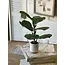 Potted Fiddle Leaf Fig 15”