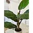 Potted Fiddle Leaf Fig 15”