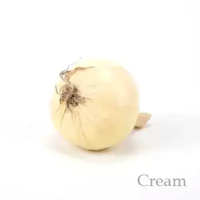 Artificial Faux White Onion 3”