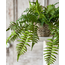 Creel Fern Hanging Basket | Boston
