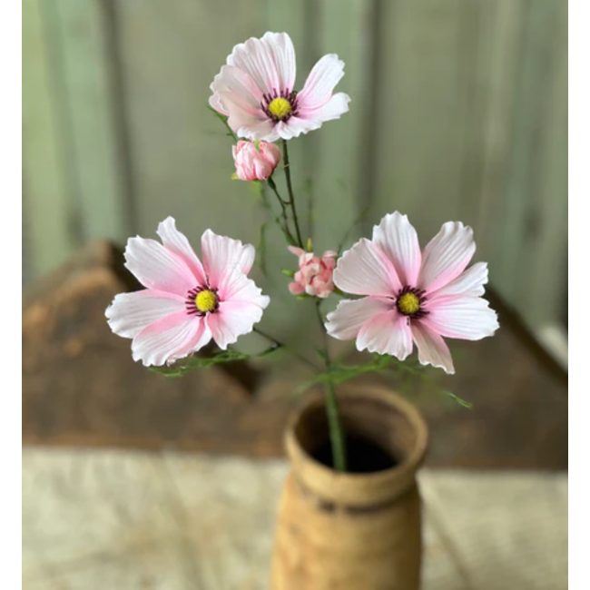 Cockle Cosmos Pink 24”