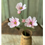 Cockle Cosmos Pink 24”