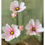 Cockle Cosmos Pink 24”
