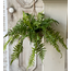 Creel Fern Hanging Basket | Boston