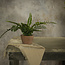 Potted Button Fern 9”