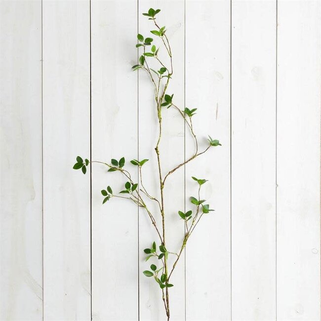 Branch - Lemon Leaf