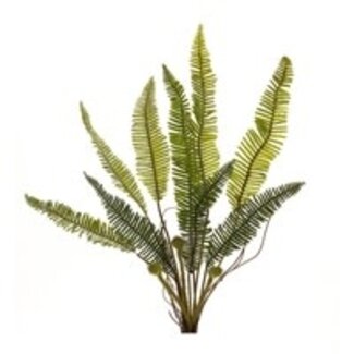 Melrose Fern Plant 17.5”