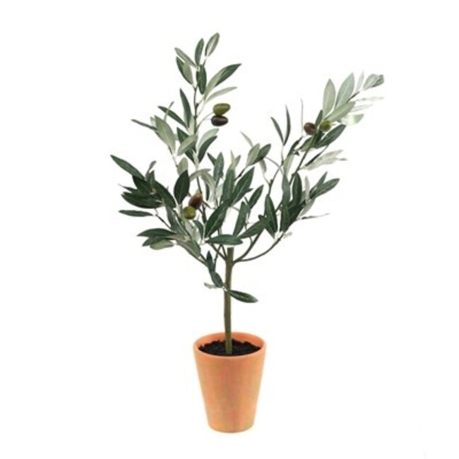 Olive Topiary in Pot 22”