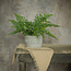 Mini Fern in Stone Pot 12.75”