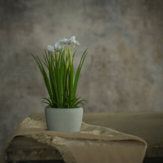 Potted White Daffodil 8.25”