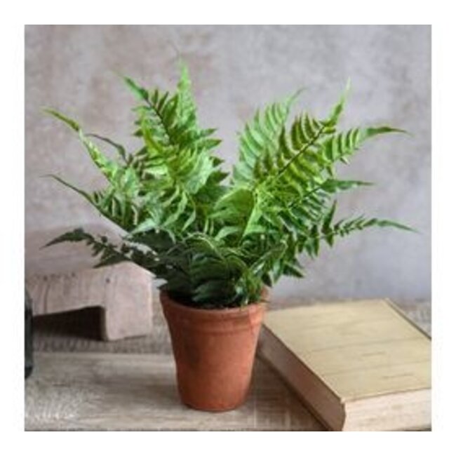 Fern in Pot 15”