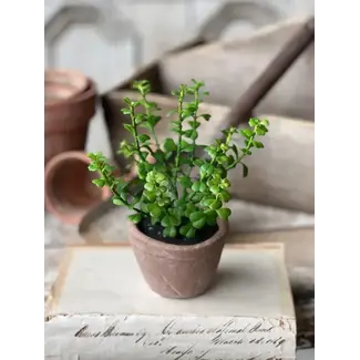 Apprentice Pot | Jade 6.75"