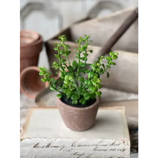 Apprentice Pot | Jade 6.75"