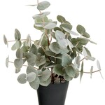 Accent de ville Eucalyptus en pot