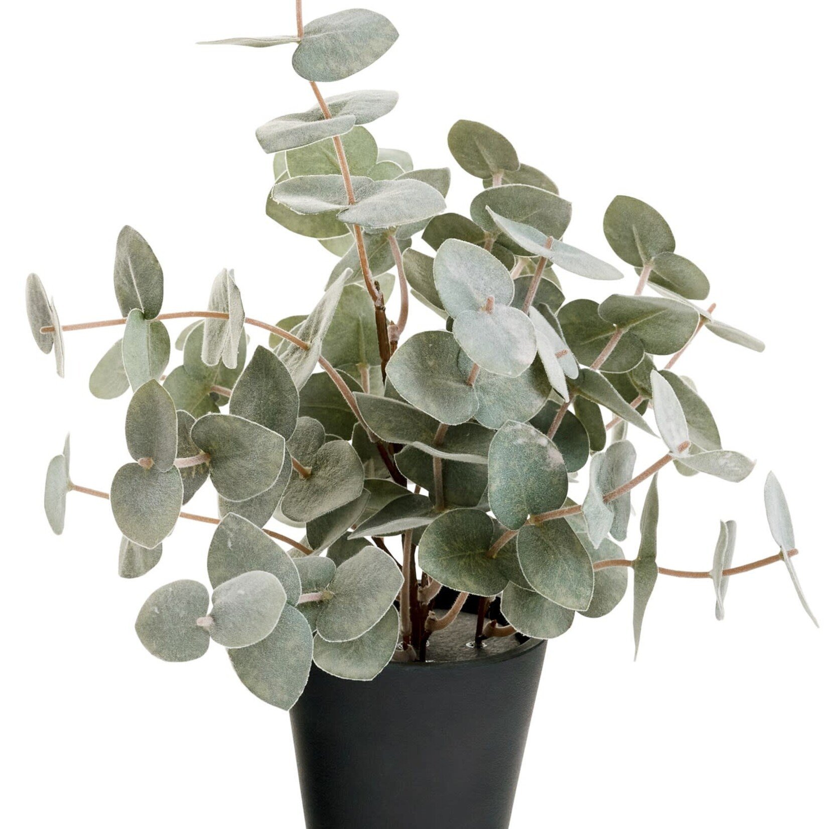 Accent de ville Eucalyptus en pot