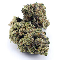 Cannabis Cheetah Piss