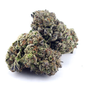 Cannabis Jack Herer