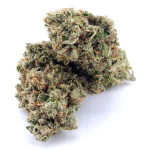 Cannabis Koolato Cannabis Koolato
