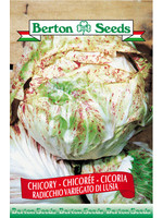 Berton Seeds Chicory- Radicchio