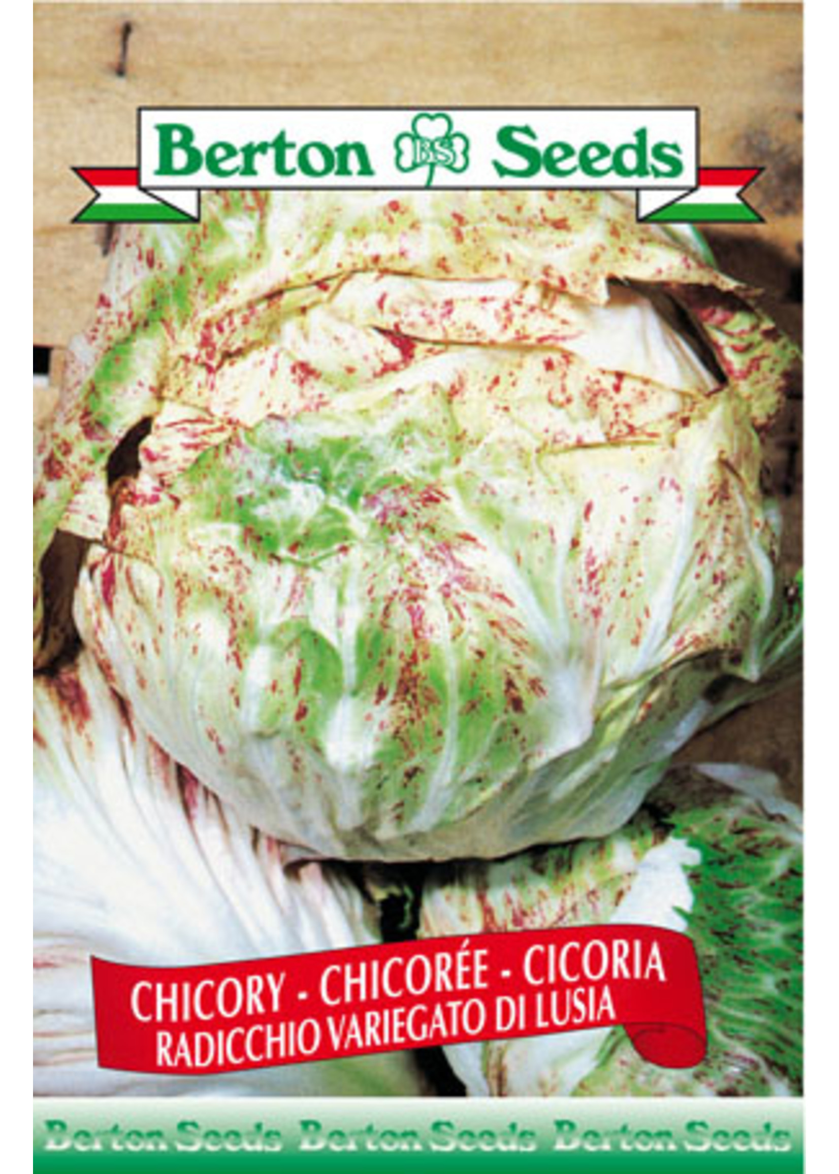 Berton Seeds Chicory- Radicchio