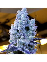 Ethos Mandarin Cookies R3