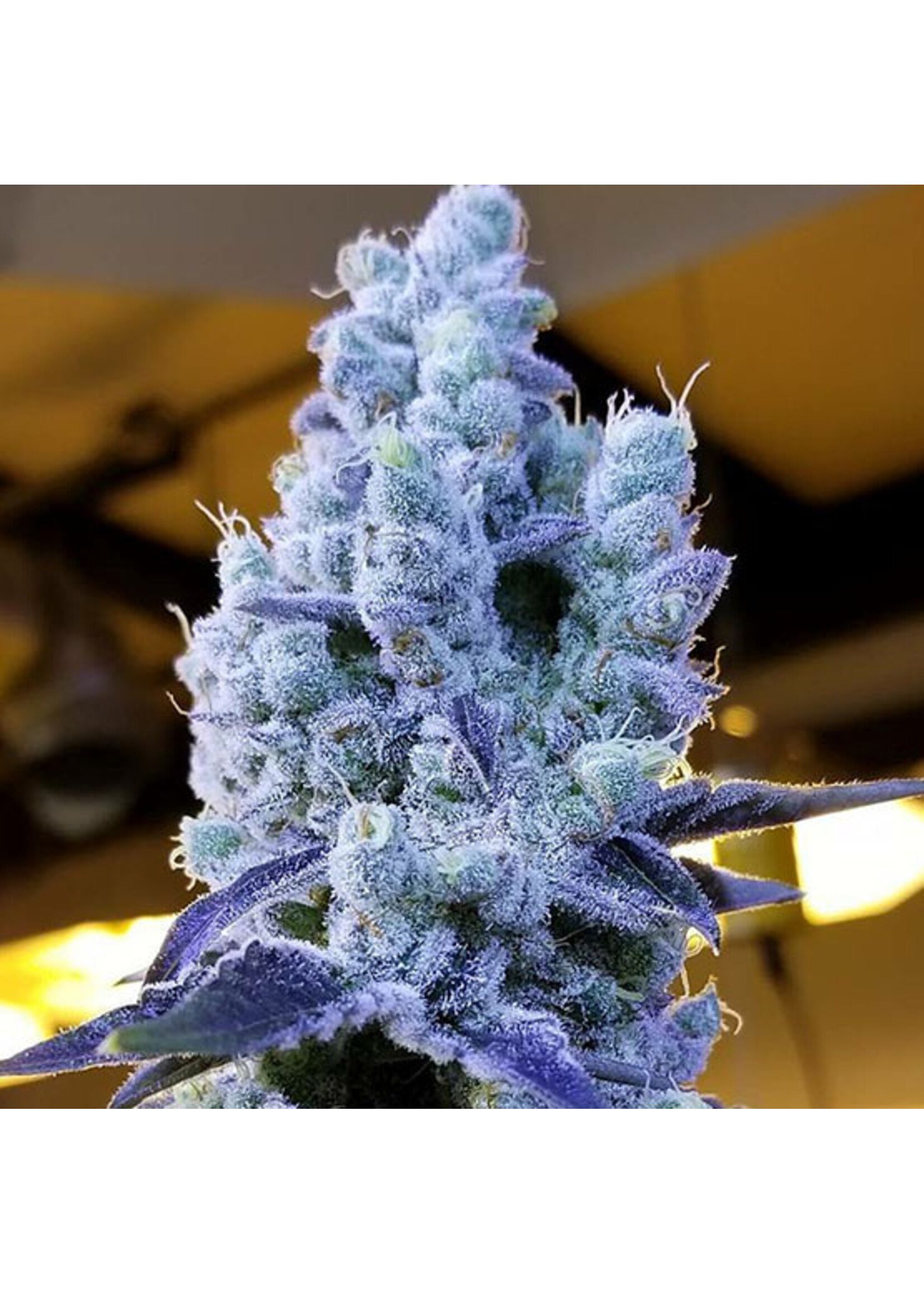 Ethos Mandarin Cookies R3