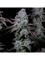 Ethos Banana Daddy IBL Auto