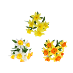 DAFFODIL BUSH - YELLOW AND YELLOW, WHITE AND YELLOW, OR ORANGE AND YELLOW