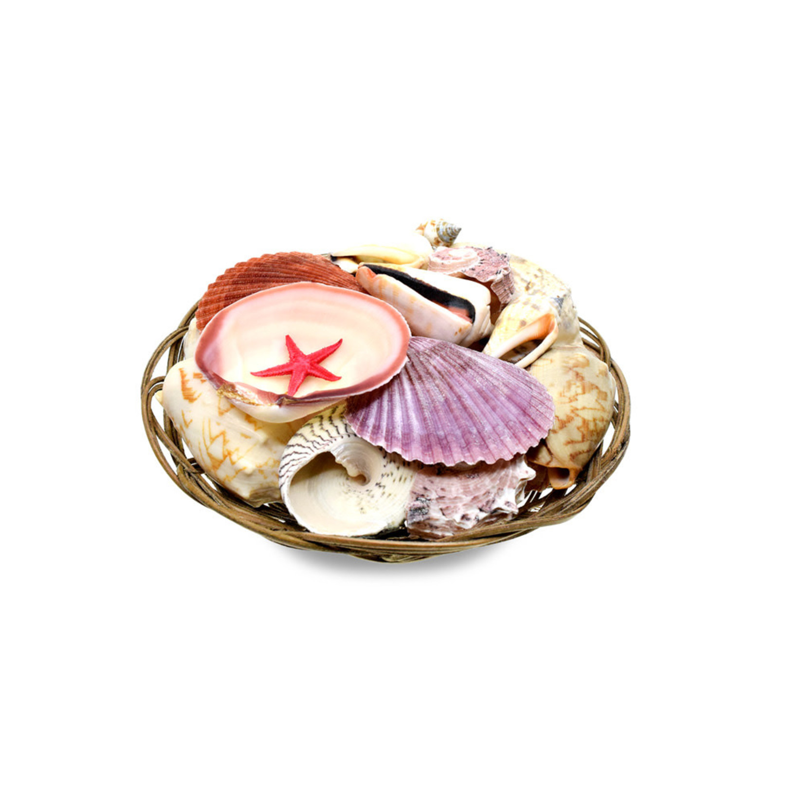 CRAFT DÉCOR: 6IN BASKET ASST SEASHELLS WITH RED BABY STARFISH