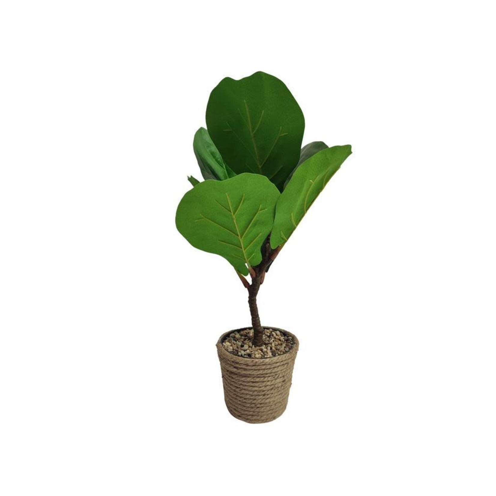 FIDDLE FIG PLANT 20IN IN GRASS POT