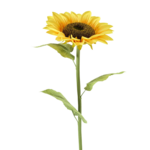 SINGLE SUNFLOWER