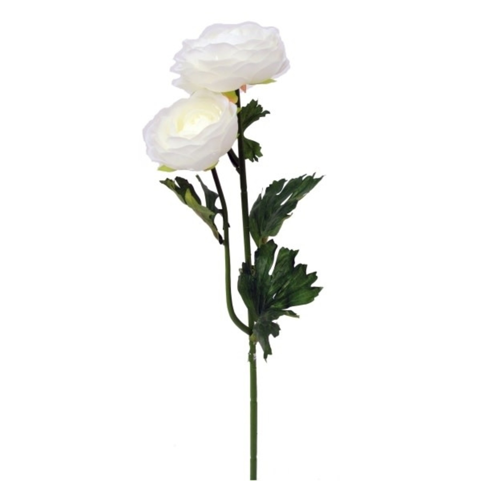 Cream Ranunculus Stem - 19"