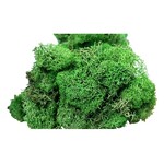 Eco Luxury Spa Light Green Reindeer Moss 4 oz.