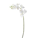 White Orchid Stem 30"